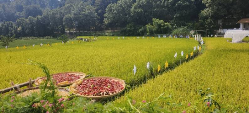 印象婺源・Wuyuan Impression主题美宿(李坑风景区店)图片