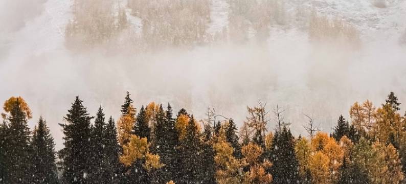 不如野·奢·林时有事Forest设计师度假民宿(喀纳斯景区店)图片