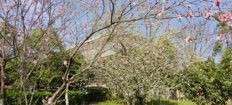 红安游仙山庄图片