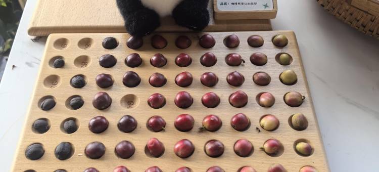 有风咖谷coffee｜forst garden美丽星村·咖啡基地度假庄园图片