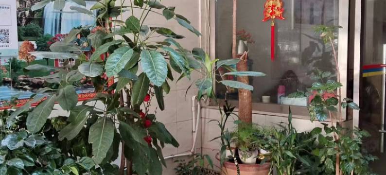 武定丽朋酒店图片