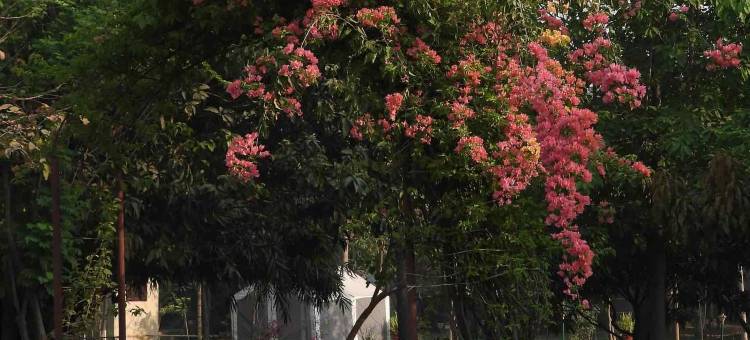 蓝毗尼佛花园度假村(Lumbini Buddha Garden Resort)图片