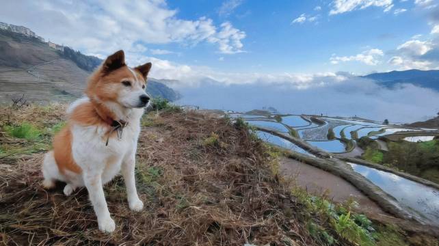元阳梯田上精品民宿(多依树店)图片