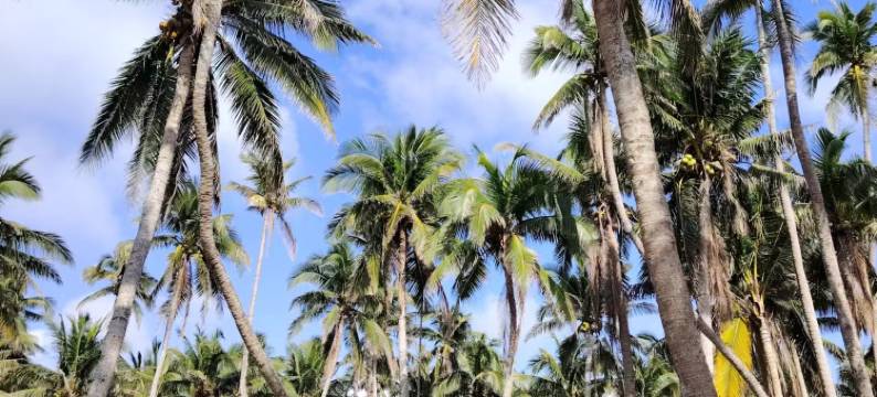 海南百莱玛民宿(文昌东郊椰林店)图片