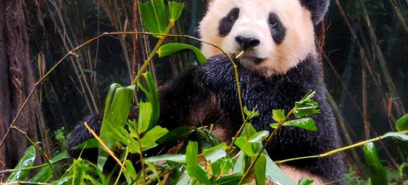 西柚国际公寓(广州南站会江地铁站店)图片