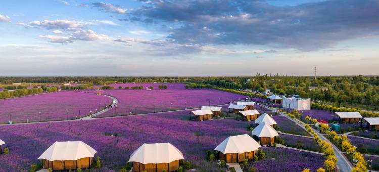 大漠花海酒店图片