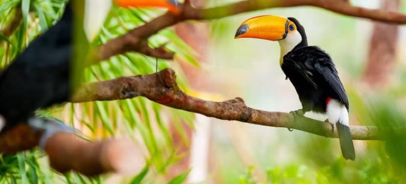 清远长隆长颈鹿城堡酒店图片