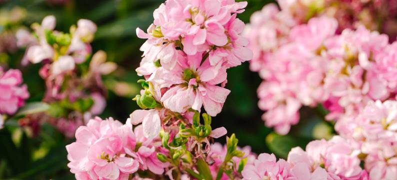 南京玄武湖Ascott雅诗阁公寓酒店图片