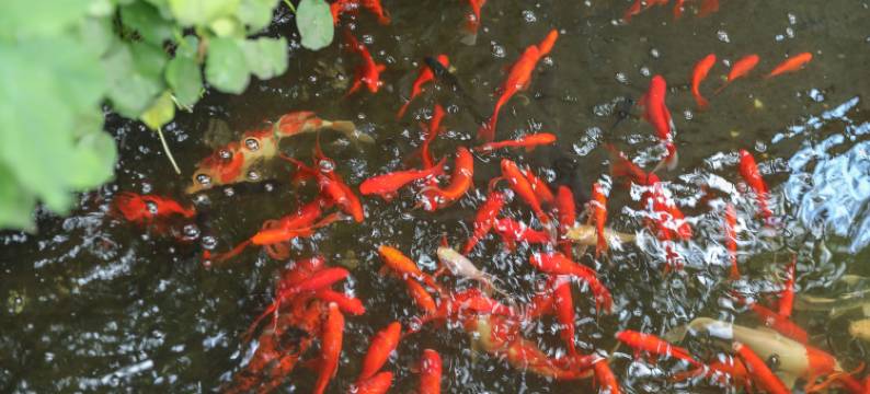 乌镇院舍民宿图片