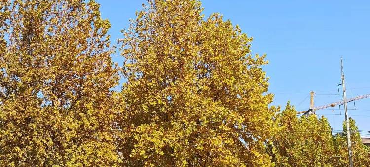 西华温哥华国际酒店图片