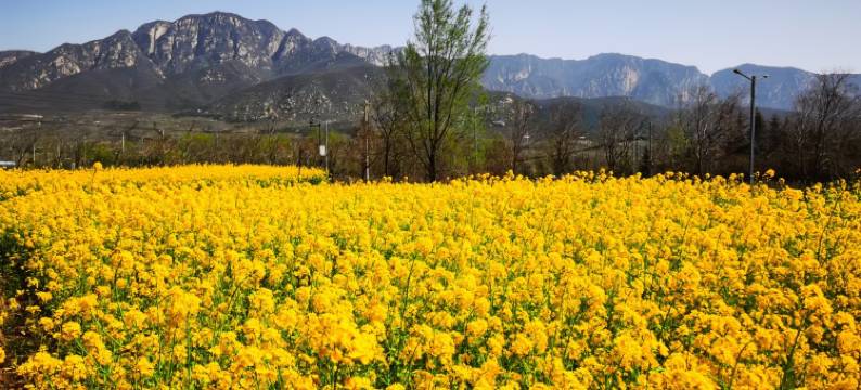 登封禾居民宿(禅宗少林音乐大典店)图片
