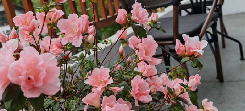 西湖栖岸民宿(灵隐寺店)图片