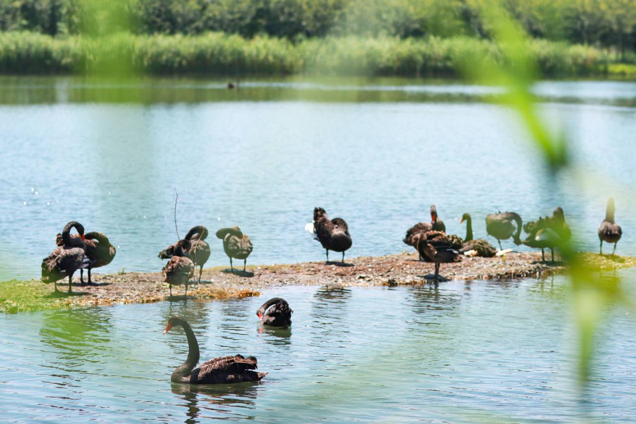 嘉兴飞鸟集丨万棵银杏·千亩湖域·宠物友好·音乐现场·度假民宿图片