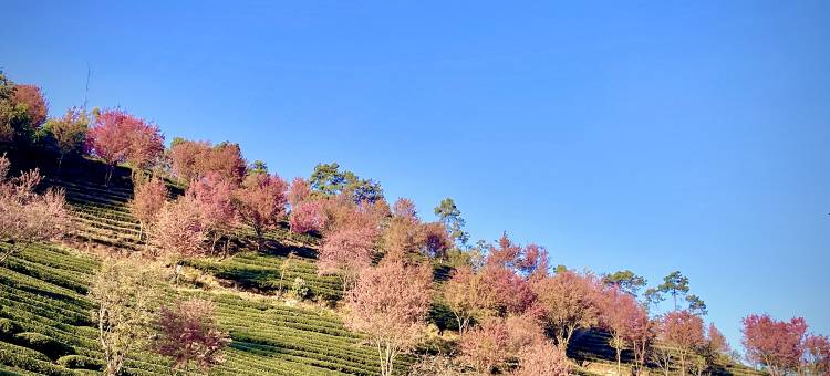 煦和居民宿(无量山樱花谷店)图片