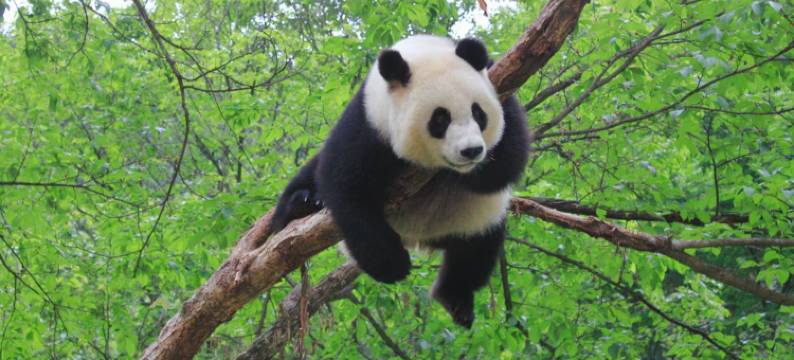 佛坪熊猫森林酒店图片