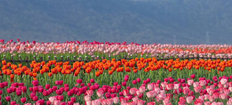 巢湖深业温泉假日度假酒店图片