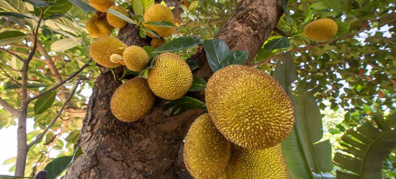 涠洲岛原里民宿图片