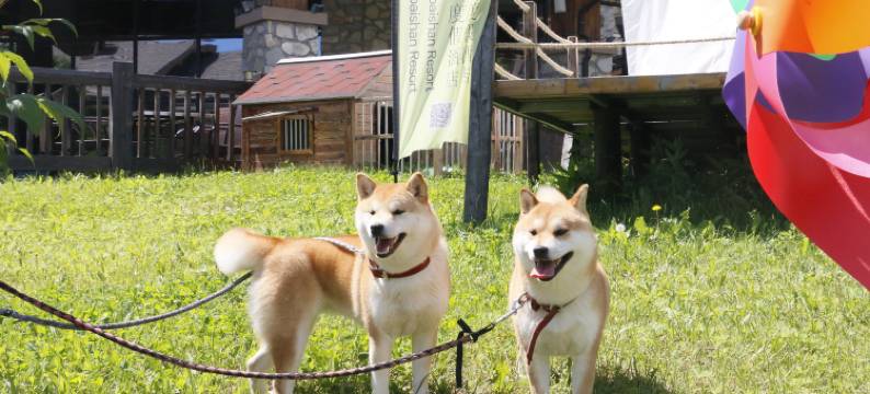 长白山万达喜来登度假酒店图片