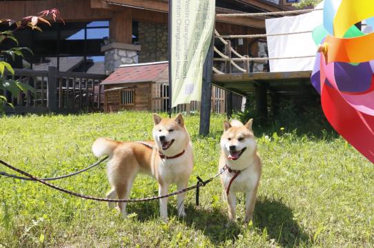 长白山万达威斯汀度假酒店图片