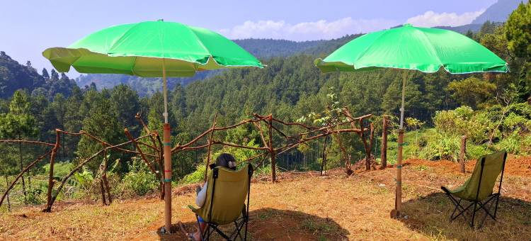 丛林别墅奇维迪(Ciwidey Jungle Camp & Villa)图片