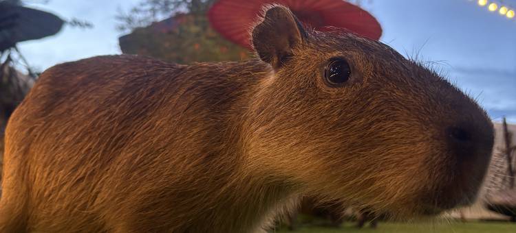 Capybara Zen Resort & Spa图片