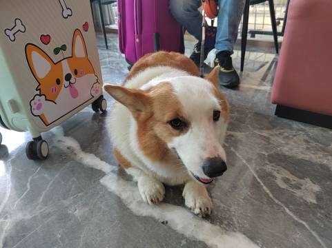 首旅如家和颐至尚酒店(深圳大鹏新区葵涌店)图片