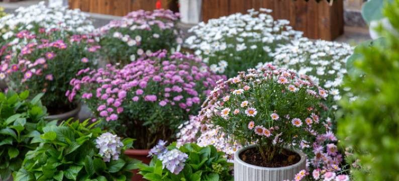 山茶半岛美宿(丽江束河古镇店)图片