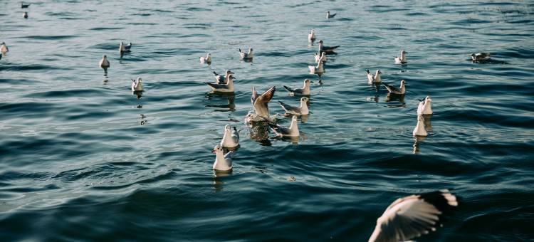 阿凯缇娅·安隐李氏大院海景度假酒店图片