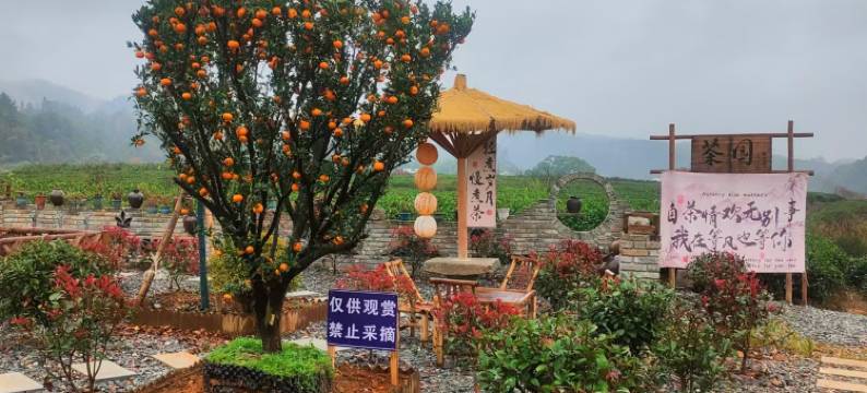 婺源茶园小院图片