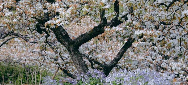 泰安梨园民宿图片