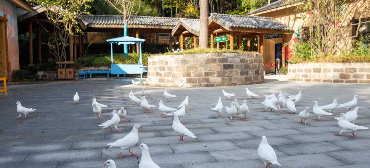 天目湖御水温泉·森酒店图片