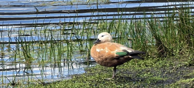 林芝·鲁朗丨Natural oxygen bar财鹿庄园(鲁朗国际旅游小镇店)图片