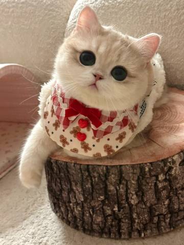 寻觅十年民宿(盛塘天主教堂贝壳沙滩店)图片