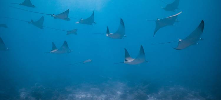 塞舌尔白马庄园(Cheval Blanc Seychelles)图片