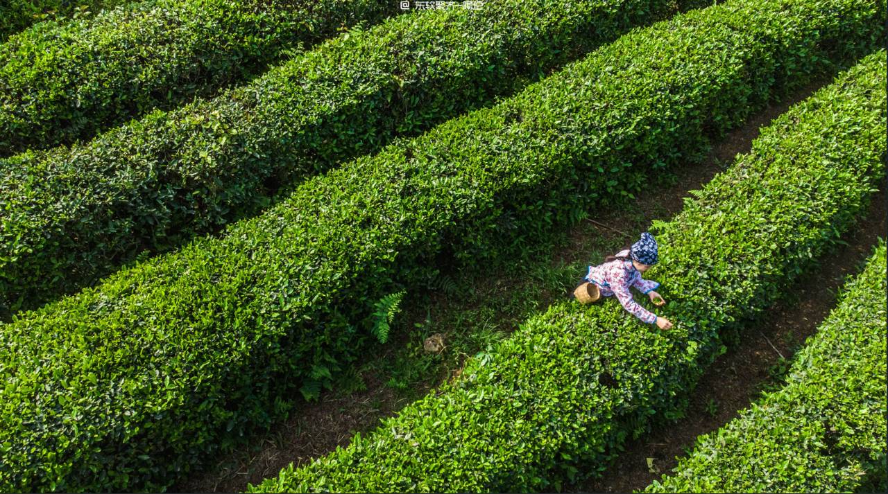 青城道茶山房茶文化私汤民宿图片