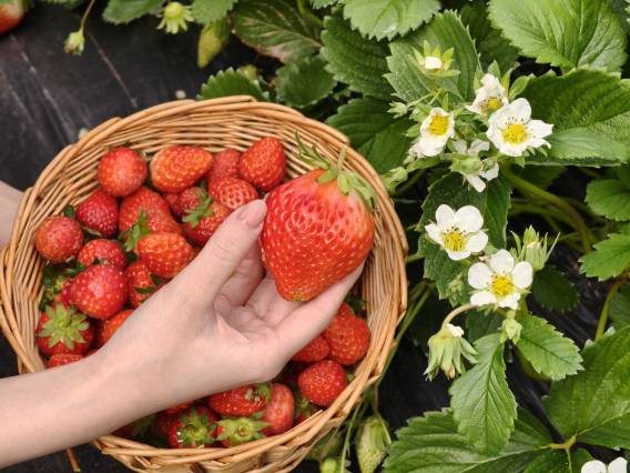 千岛湖洲际度假酒店图片