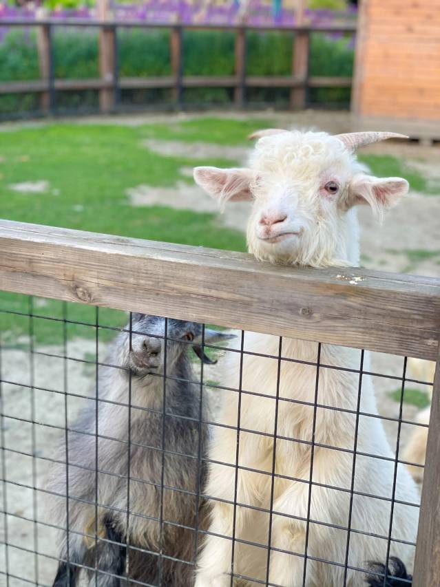 成都温江悦椿酒店图片