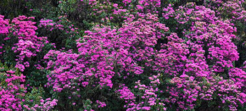 兰坪墅家吾乡罗古箐徒步民宿图片