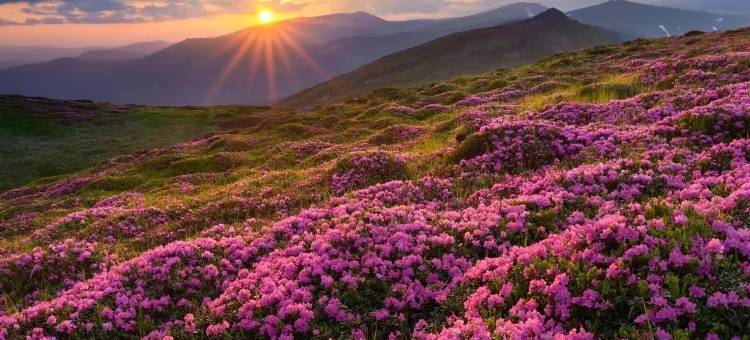 帝雅维客花园酒店(毕节七星关区政府店)图片