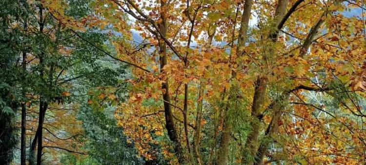 彭州宝山依荷望幽酒店图片