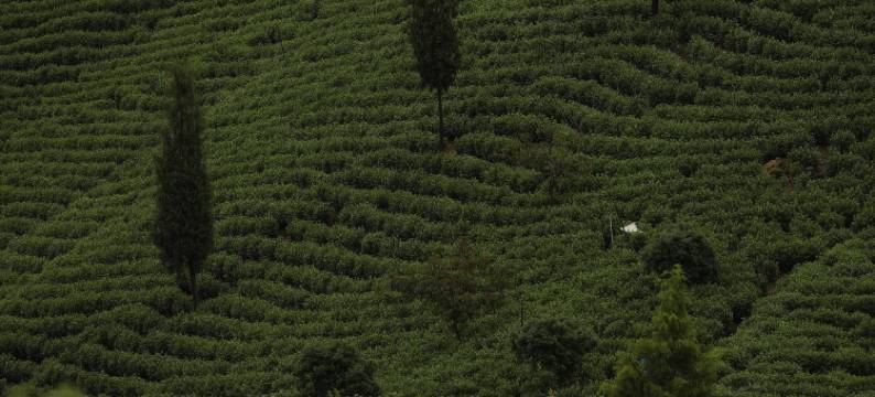 境野·La Vie温汤美宿(安吉妖怪山妖怪咖啡店)图片
