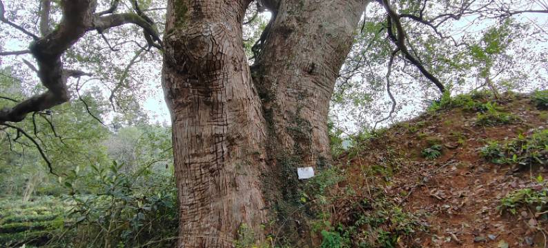 婺源祥瑞楼图片