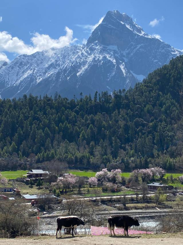 朗秋泊岸山居图片