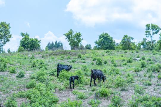 腾冲筏喻山居·fayu花园·有机农场·生态疗愈美宿图片
