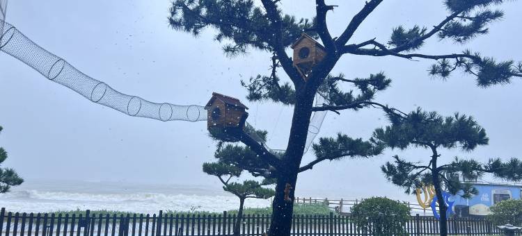 日照松海云舍图片