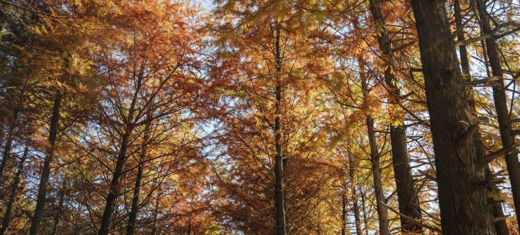 见吾乡·崃漫度假酒店(皖南川藏线店)图片