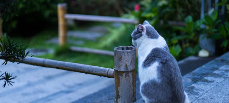 大理古城畔夏花开客栈图片