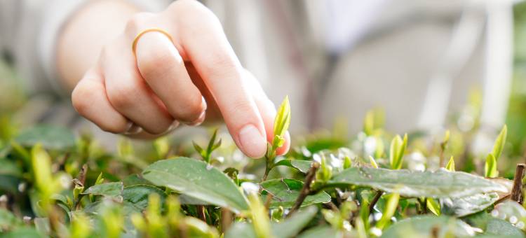 峨眉山恒邦艾美度假酒店图片