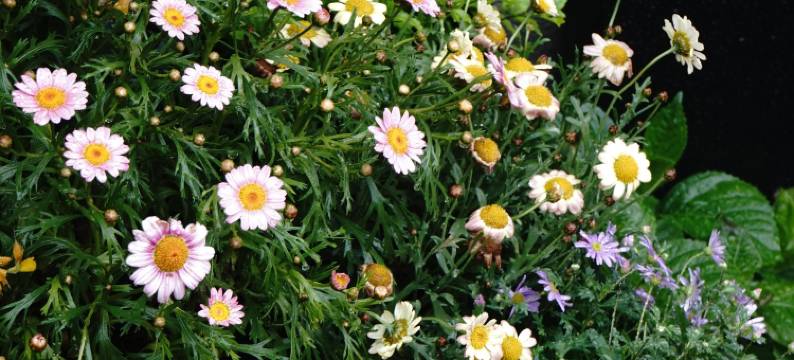 巷往西湖边民宿(西湖风景区雷峰塔店)图片