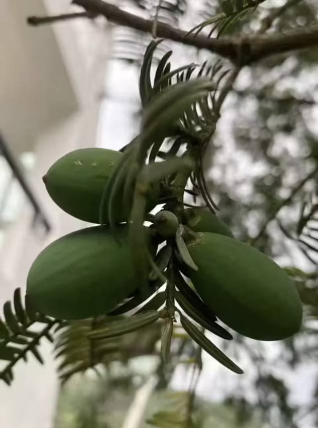 花筑奢·黄山苦株树故事民宿图片